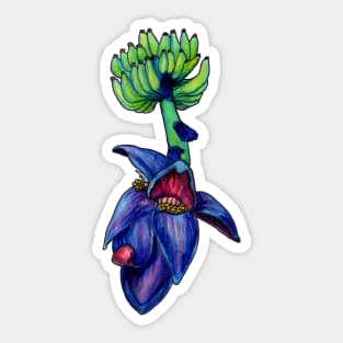 Banana Blossom Sticker